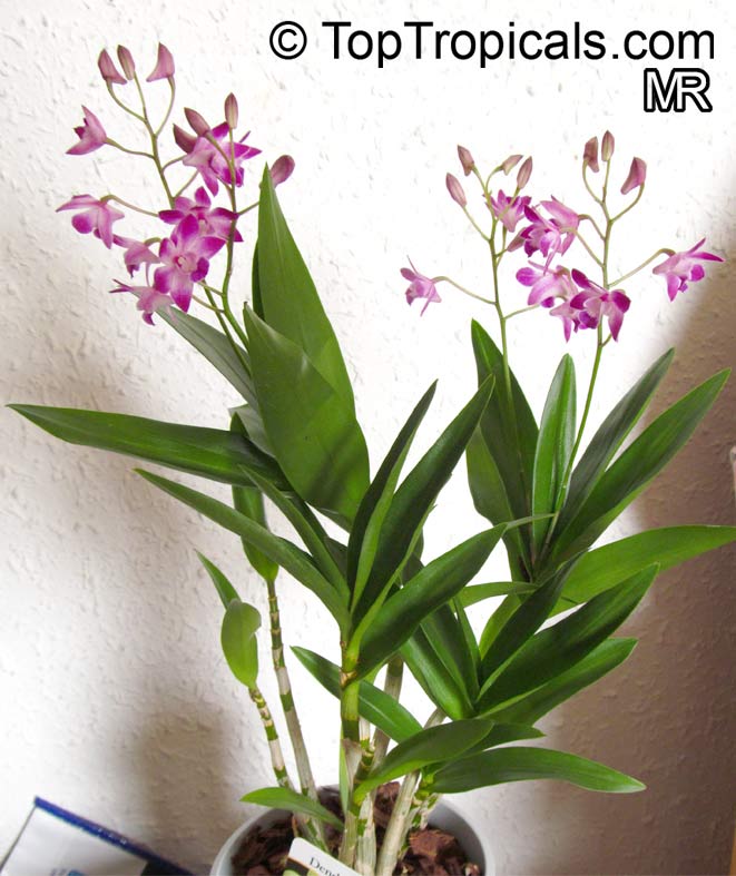 Dendrobium sp., Dendrobium Orchid. Dendrobium 'Berry Oda'