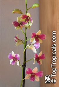 Dendrobium phalaenopsis, Dendrobium

Click to see full-size image