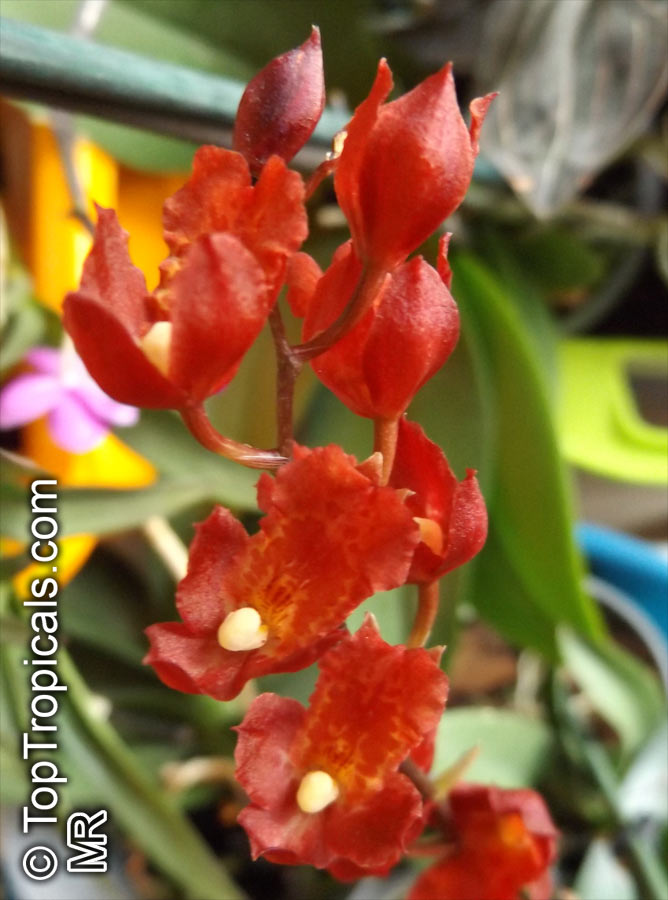 Oncidium sp., Oncidium Orchid. Howeara