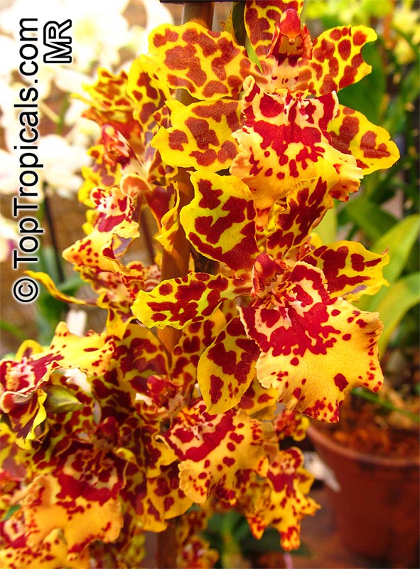 Oncidium sp., Oncidium Orchid. Odontocidium