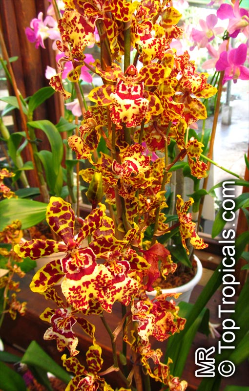 Oncidium sp., Oncidium Orchid. Odontocidium