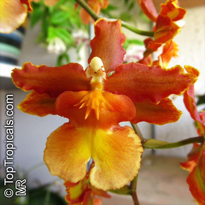 Oncidium sp., Oncidium Orchid. Sweet Baby Caramel Oncidium (Wilsonara)