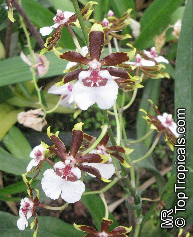 Oncidium sp., Oncidium Orchid