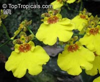 Oncidium sp., Oncidium Orchid

Click to see full-size image