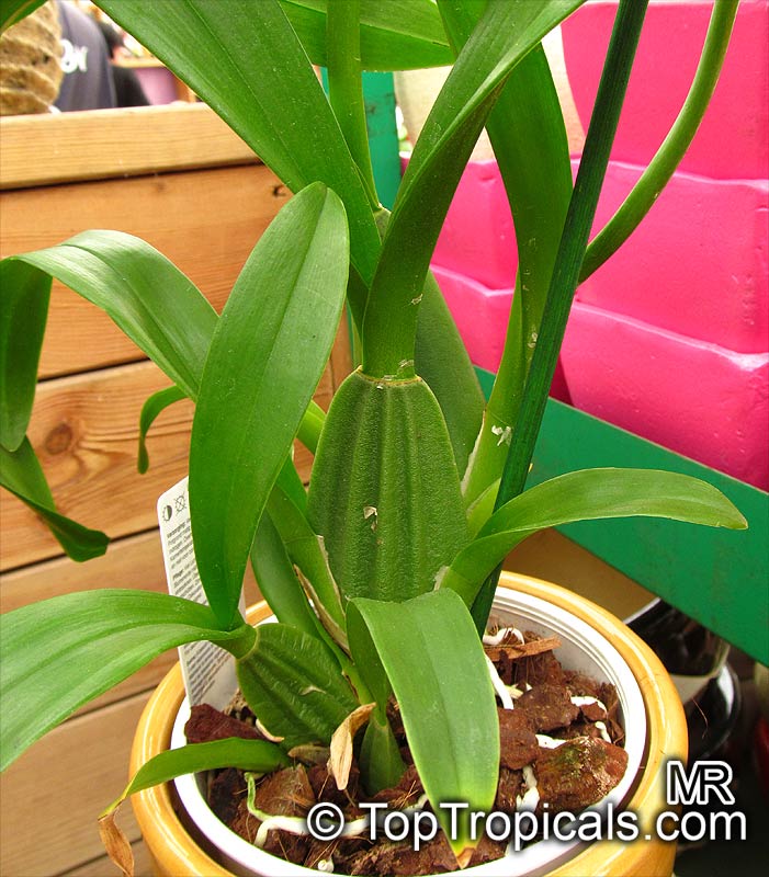 Oncidium sp., Oncidium Orchid. Oncidium varicosum