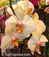 Phalaenopsis sp., Phalaenopsis Orchid, Moth Orchid

Click to see full-size image