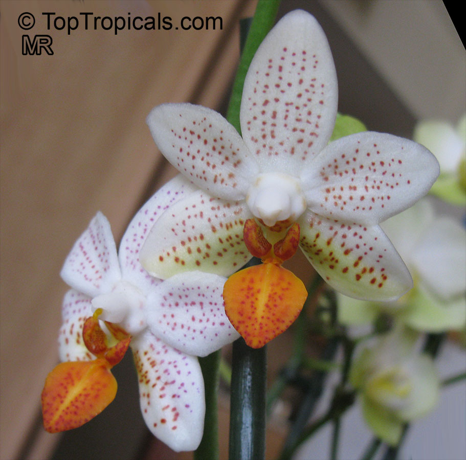 Phalaenopsis sp., Phalaenopsis Orchid, Moth Orchid. Phalaenopsis Mini Mark