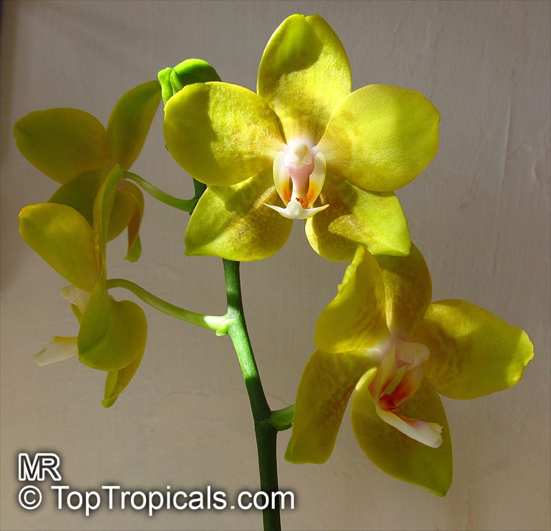 Phalaenopsis sp., Phalaenopsis Orchid, Moth Orchid