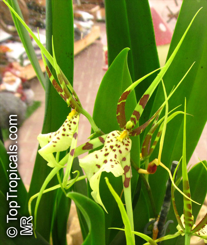 Brassia sp., Spider Orchid