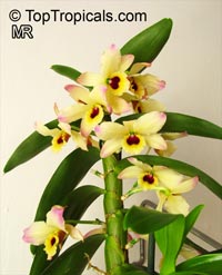 Dendrobium nobile, Dendrobium Nobile Orchid

Click to see full-size image