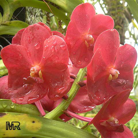 Vanda sp., Vanda Orchid. Vanda x Ascocentrum curvifolium