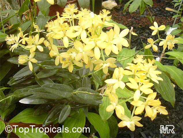 Epidendrum sp., Reed Orchid, Epidendrum Orchid, Clustered Flowers Orchid. E. Pretty Princess Tropical Yellow