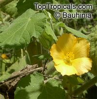 Abutilon indicum, Sida indica, Indian mallow

Click to see full-size image