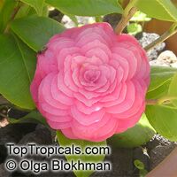 Camellia japonica, Camellia sasanqua, Camellia

Click to see full-size image