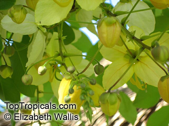 Cassia fistula, Golden Shower Tree, Indian Laburnum, Ratchaphruek. Cassia fistula x Alba