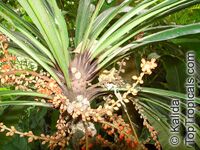 Clavija ornata, Clavija longifolia, Ornate Clavija

Click to see full-size image