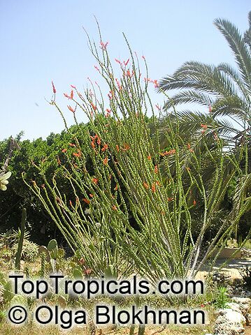 Fouquieria splendens, Ocotillo, Candlewood, Coachwhip, Candlewood, Slimwood, Desert coral, Jacob's staff, Jacob cactus, Vine cactus
