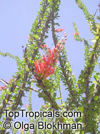Fouquieria splendens, Ocotillo, Candlewood, Coachwhip, Candlewood, Slimwood, Desert coral, Jacob's staff, Jacob cactus, Vine cactus

Click to see full-size image