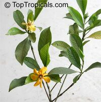 Gardenia gjellerupii, Thai Gardenia

Click to see full-size image