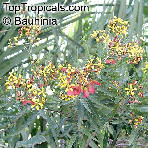 Heteropterys glabra, Heteropterys angustifolia, Mariposa, Red Wing