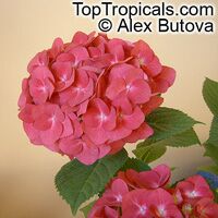 Hydrangea macrophylla, Hortensia, Bigleaf Hydrangea, French Hydrange

Click to see full-size image