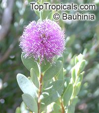 Melaleuca gibbosa (Мелалеука)- растение