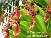 Musa hybrid ( ABB group ), Cooking banana, Rulo