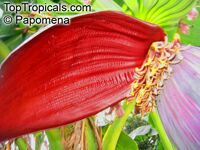 Musa hybrid ( ABB group ), Cooking banana, Rulo
