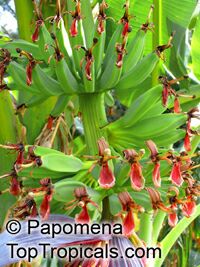 Musa hybrid ( ABB group ), Cooking banana, Rulo