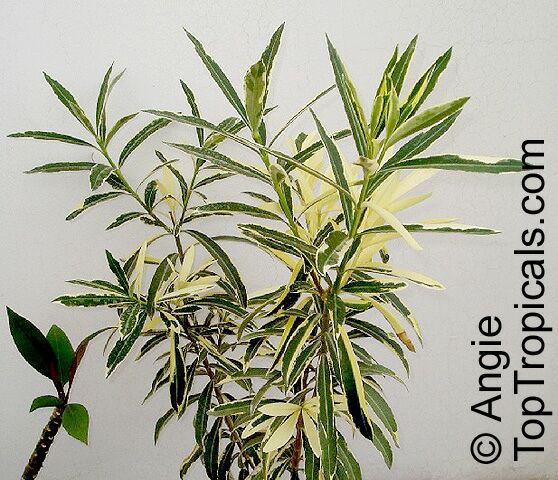 Nerium oleander, Oleander