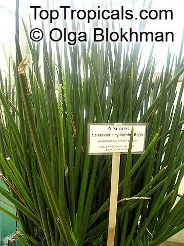 Dracaena angolensis, Sansevieria cylindrica, Sansevieria stuckyi, Snake Plant