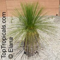 Xanthorrhoea sp., Grass Tree

Click to see full-size image