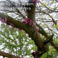 Cercis siliquastrum, Judas Tree, Love Tree

Click to see full-size image