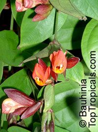 TopTropicals.com