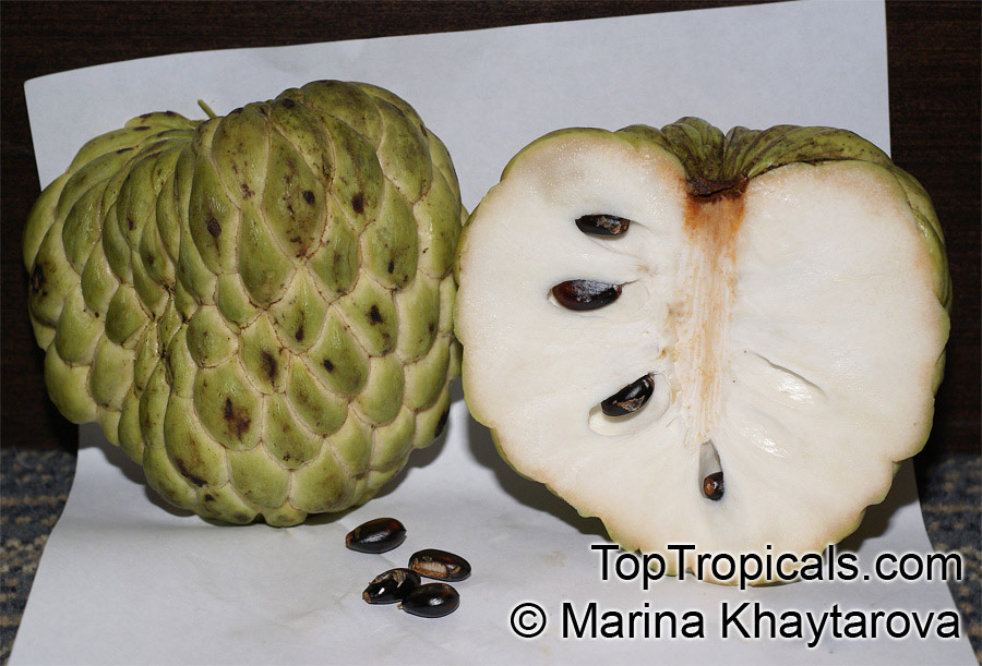 4 Fresh seeds of Eumachia guianensis Rare Tropical Fruit & Ornamental 
