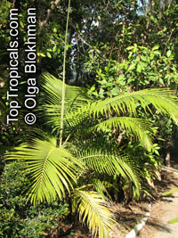 Archontophoenix cunninghamiana, Bangalow Palm, Seaforthia Palm

Click to see full-size image