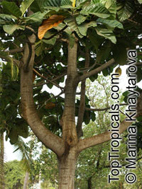 Artocarpus elasticus, Terap

Click to see full-size image