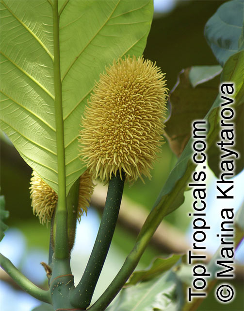 Artocarpus elasticus, Terap