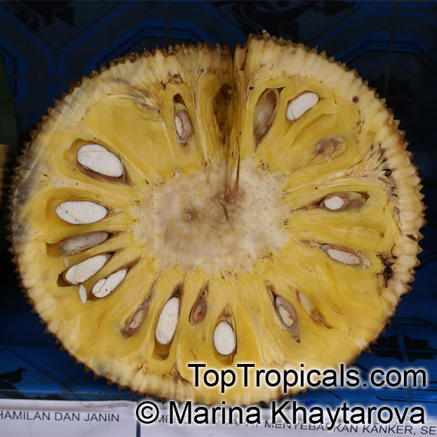 Jackfruit tree J-31 (Artocarpus heterophyllus)