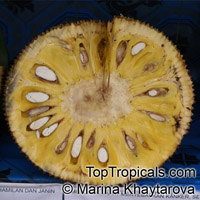 Jackfruit tree J-31 (Artocarpus heterophyllus)

Click to see full-size image