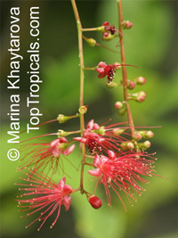 Barringtonia acutangula - Indian Putat

Click to see full-size image