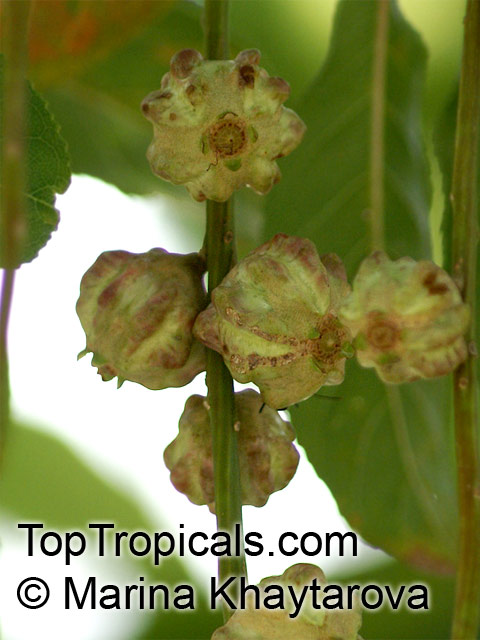 Barringtonia acutangula , Freshwater Mangrove, Indian Oak, Indian Putat 