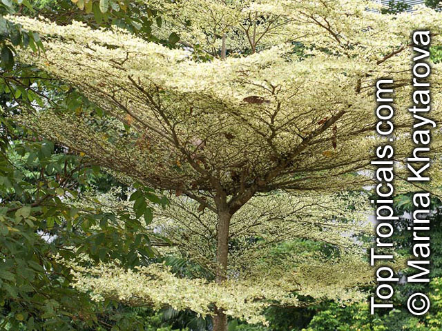 Bucida sp.variegata, Dwarf Geometry Tree
