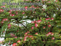 Calliandra surinamensis, Surinam Powder Puff, Pink Powder Puff, Surinamese Stickpea, Officiers-kwast

Click to see full-size image