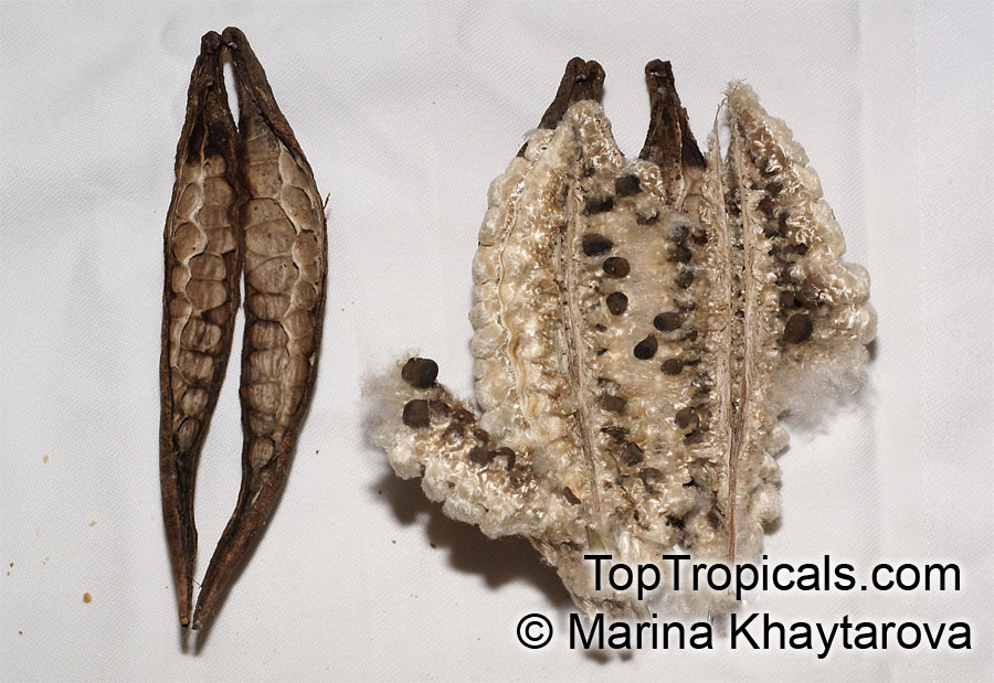 Ceiba pentandra, Kapok Tree seeds