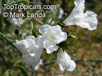 Cordia parvifolia, Little Leaf Cordia