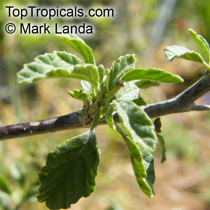 Cordia parvifolia, Little Leaf Cordia