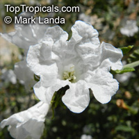 Cordia parvifolia, Little Leaf Cordia

Click to see full-size image