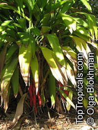 Cordyline sp., Cordyline

Click to see full-size image
