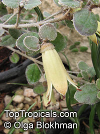 Correa sp., Australian fuchsia. Correa alba